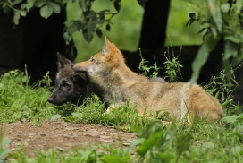Pup2m12EderseeKati_All-13
