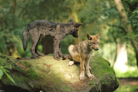 Pup2m12EderseeKati_All-14