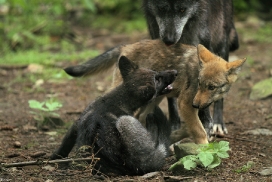 Pup2m12EderseeKati_All-17