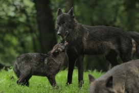 Pup2m12EderseeKati_All-20