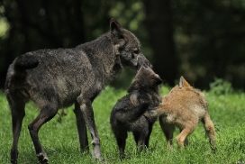 Pup2m12EderseeKati_All-21