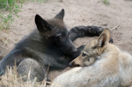 Pup2m13LueneburgBineG_all-04