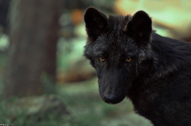 Pup3m10LueneburgKati_Bo-06