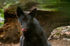 Pup3m14GelsenkirchenKati_Deva-01
