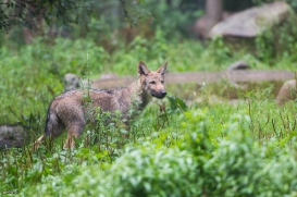 Pup3m1707Lueneburg-BineG_Vasja-01