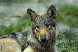 Pup3m10LueneburgKati_Ole-02