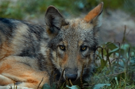Pup3m10LueneburgKati_Ole-03