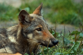 Pup3m10LueneburgKati_Ole-05
