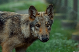 Pup3m10LueneburgKati_Ole-08
