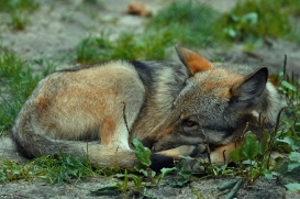 Pup3m10LueneburgKati_Ole-11