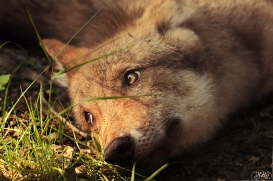 Pup3m12AuheimSas_Siegfried-02