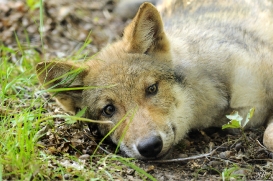 Pup3m12AuheimSas_Siegfried-04