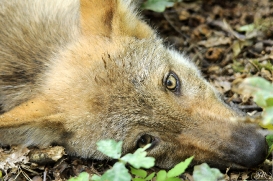 Pup3m12AuheimSas_Siegfried-07