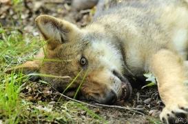 Pup3m12AuheimSas_Siegfried-09