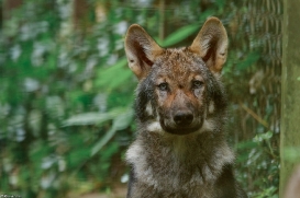 Pup3m17LueneburgKati_Kolja-01