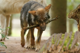 Pup3m17LueneburgKati_Kolja-03