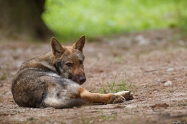 Pup3m17LueneburgKati_Mischa-02