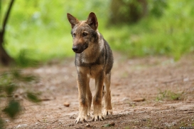 Pup3m17LueneburgKati_Mischa-08