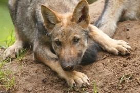 Pup3m17LueneburgKati_Petja-03