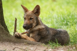 Pup3m17LueneburgKati_Petja-08