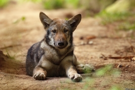 Pup3m17LueneburgKati_Vasja-01