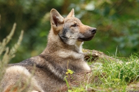 Pup3m17LueneburgKati_Vasja-08