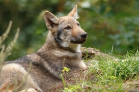 Pup3m17LueneburgKati_Vasja-09