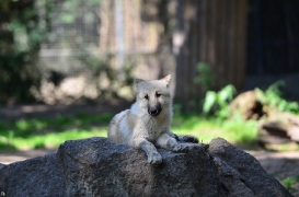 Pup3m12ZooBerlinBineG_Pup-04