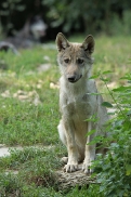 Pup4m11MergentheimKati_kai-02