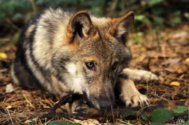 Pup4m12AuheimSas_Hagen-01