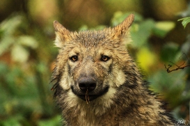 Pup4m12AuheimSas_Hagen-05