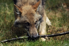 Pup4m12AuheimSas_Siegfried-04