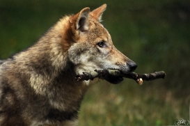 Pup4m12AuheimSas_Siegfried-05