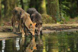 Pup4m12EderseeKati_All-01