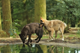 Pup4m12EderseeKati_All-02