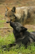 Pup4m12EderseeKati_All-06