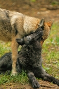 Pup4m12EderseeKati_All-08