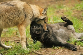 Pup4m12EderseeKati_All-14