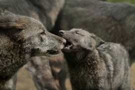 Pup4m12EderseeKati_All-18