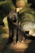 Pup5m12EderseeKati_Ceyla-31