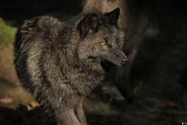 Pup5m12EderseeKati_Ceyla-34