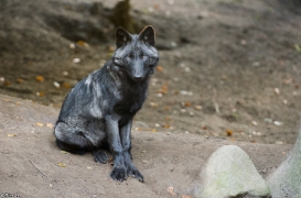 Pup5m13LueneburgBineG_black-10