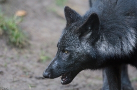 Pup5m13LueneburgBineG_black-16