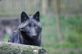 Pup5m13LueneburgBineG_black-21