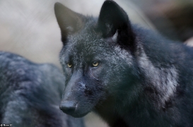 Pup5m13LueneburgBineG_black-23