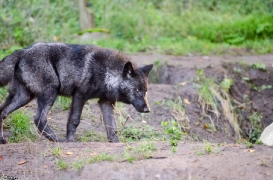 Pup5m13LueneburgBineG_black-30