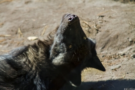 Pup5m13LueneburgKati_Aiyan-04