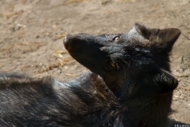 Pup5m13LueneburgKati_Aiyan-05