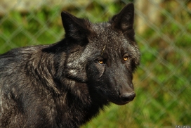Pup5m13LueneburgKati_Aiyan-06