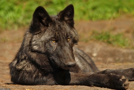Pup5m13LueneburgKati_Aiyan-07